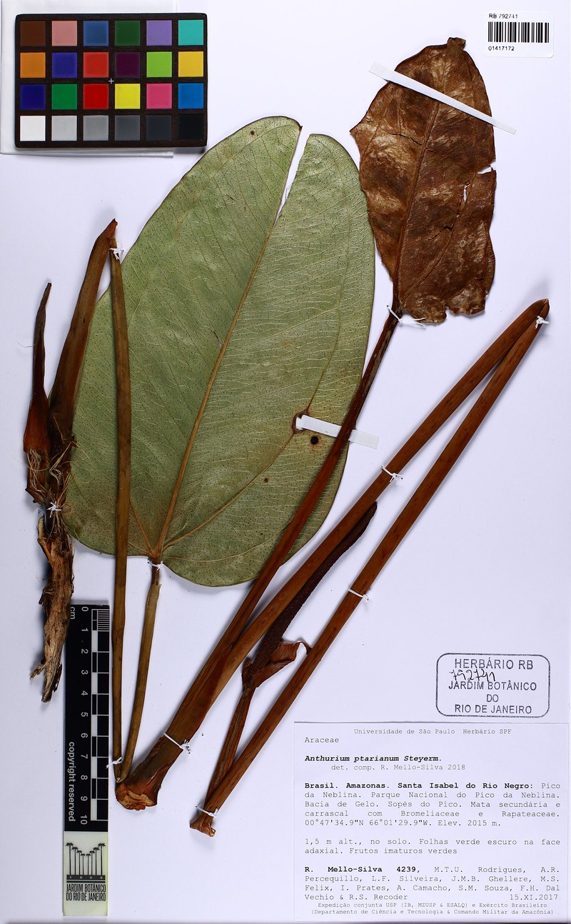 Anthurium ptarianum