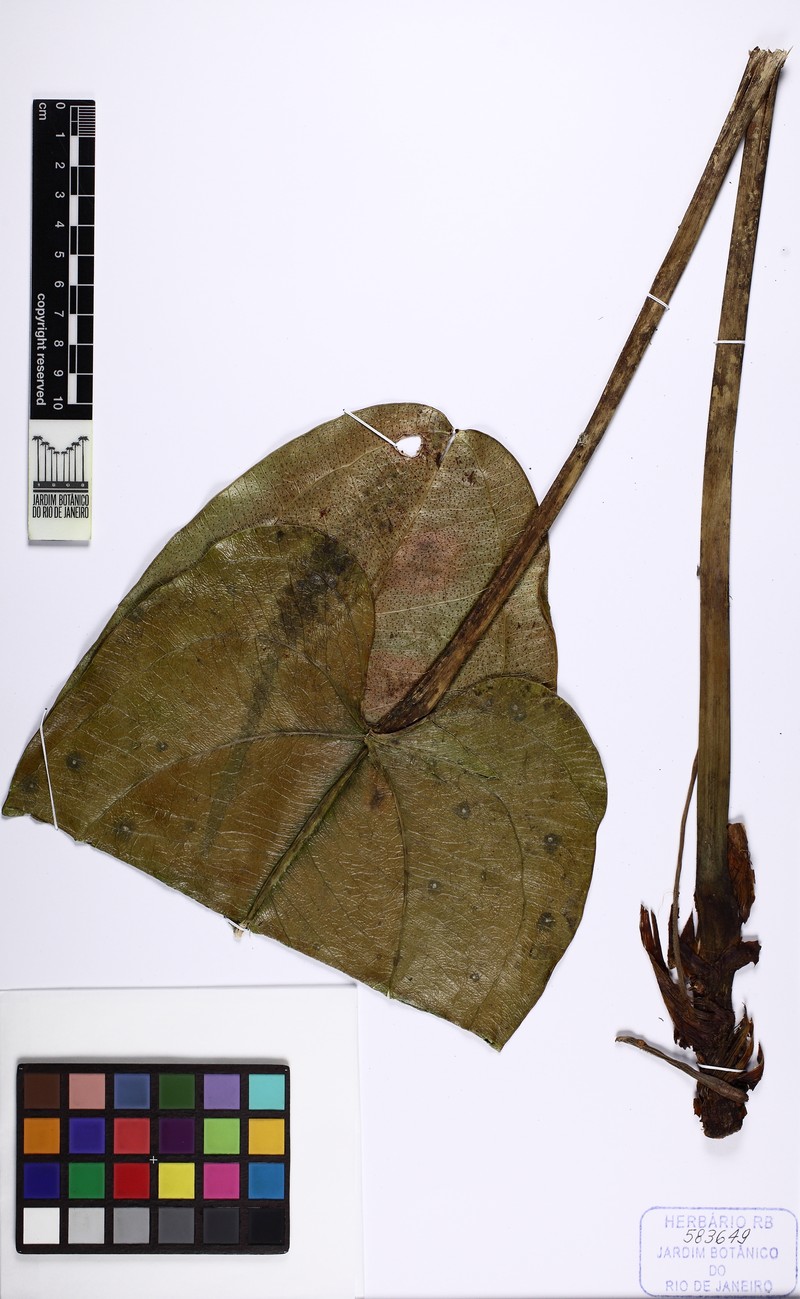 Anthurium ptarianum photo 2