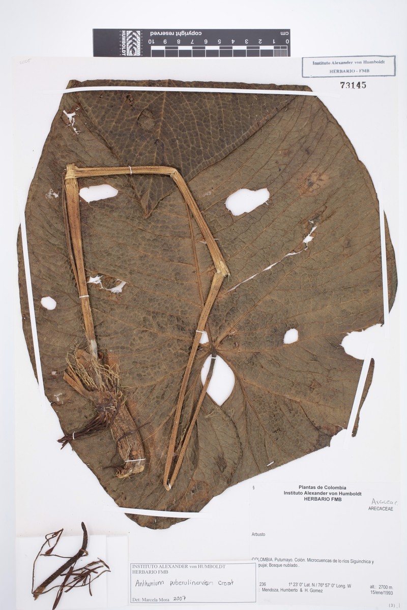 Anthurium puberulinervium