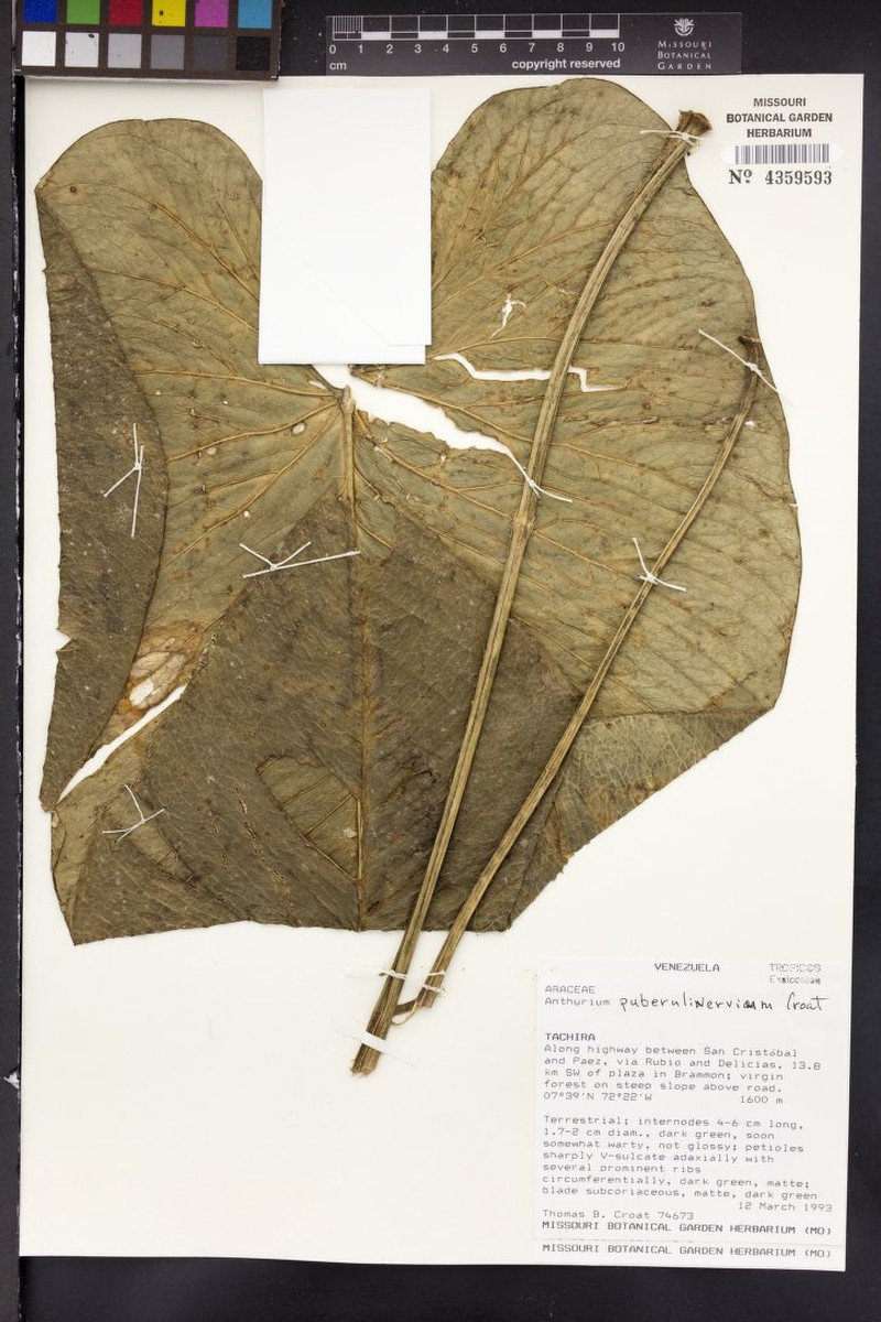 Anthurium puberulinervium photo 2