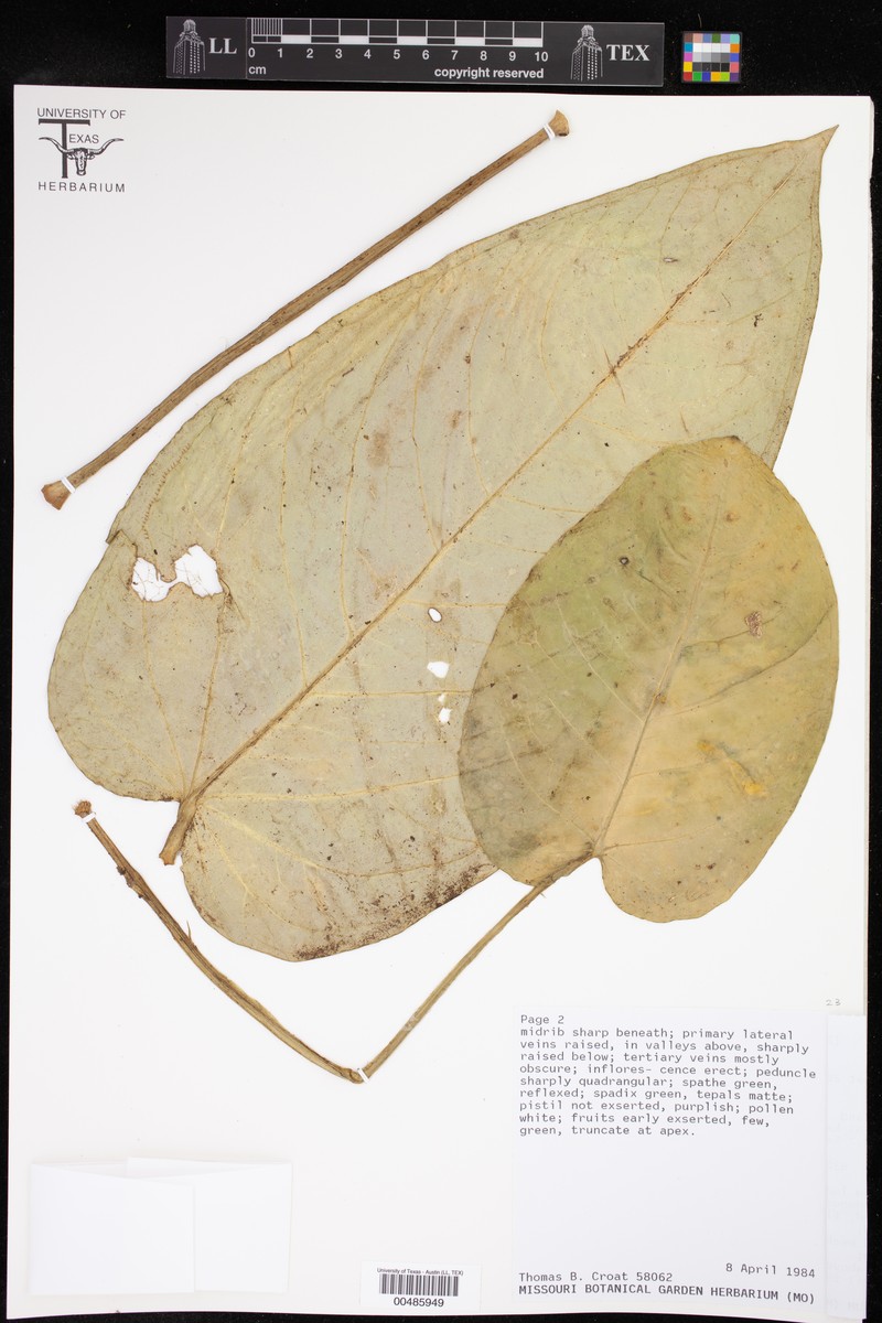 Anthurium pulcachense