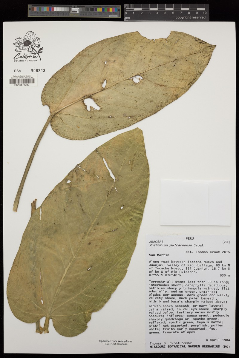 Anthurium pulcachense photo 2
