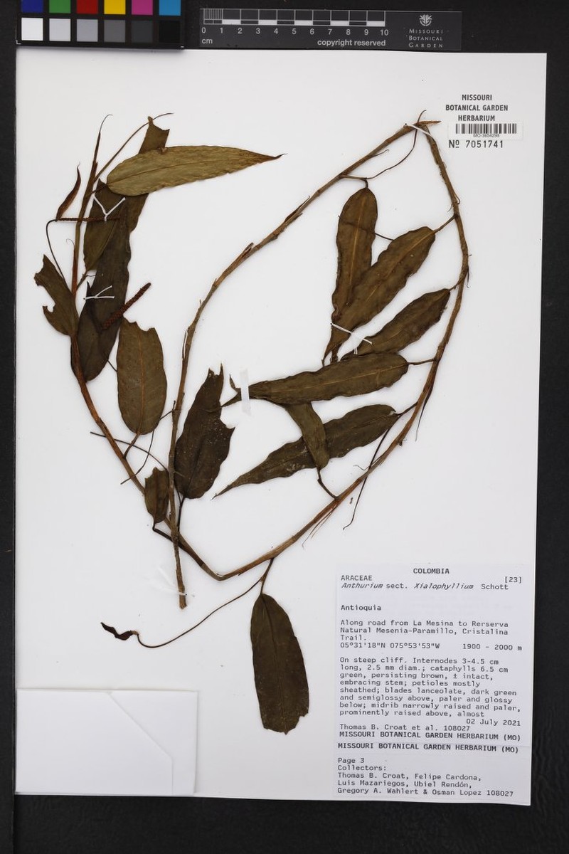 Anthurium pulchellum