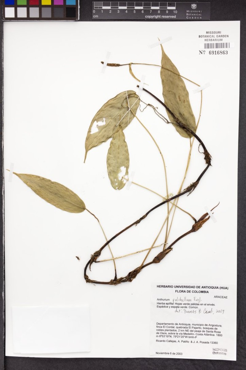 Anthurium pulchellum photo 2