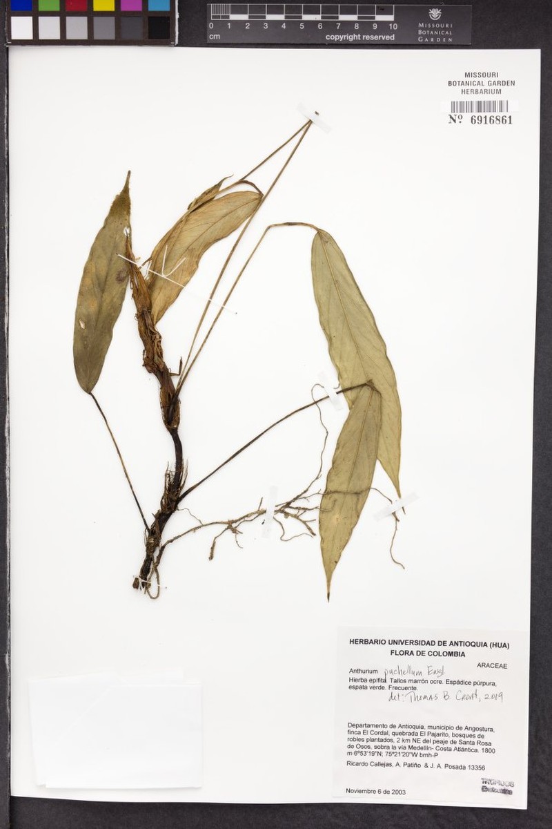 Anthurium pulchellum photo 3