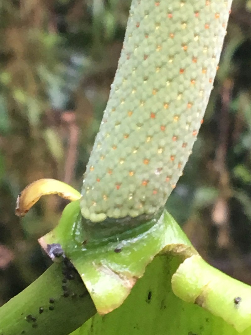 Anthurium pulverulentum