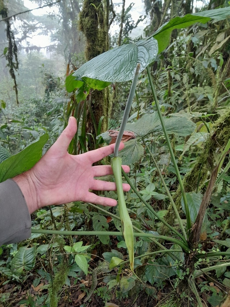 Anthurium pulverulentum photo 2
