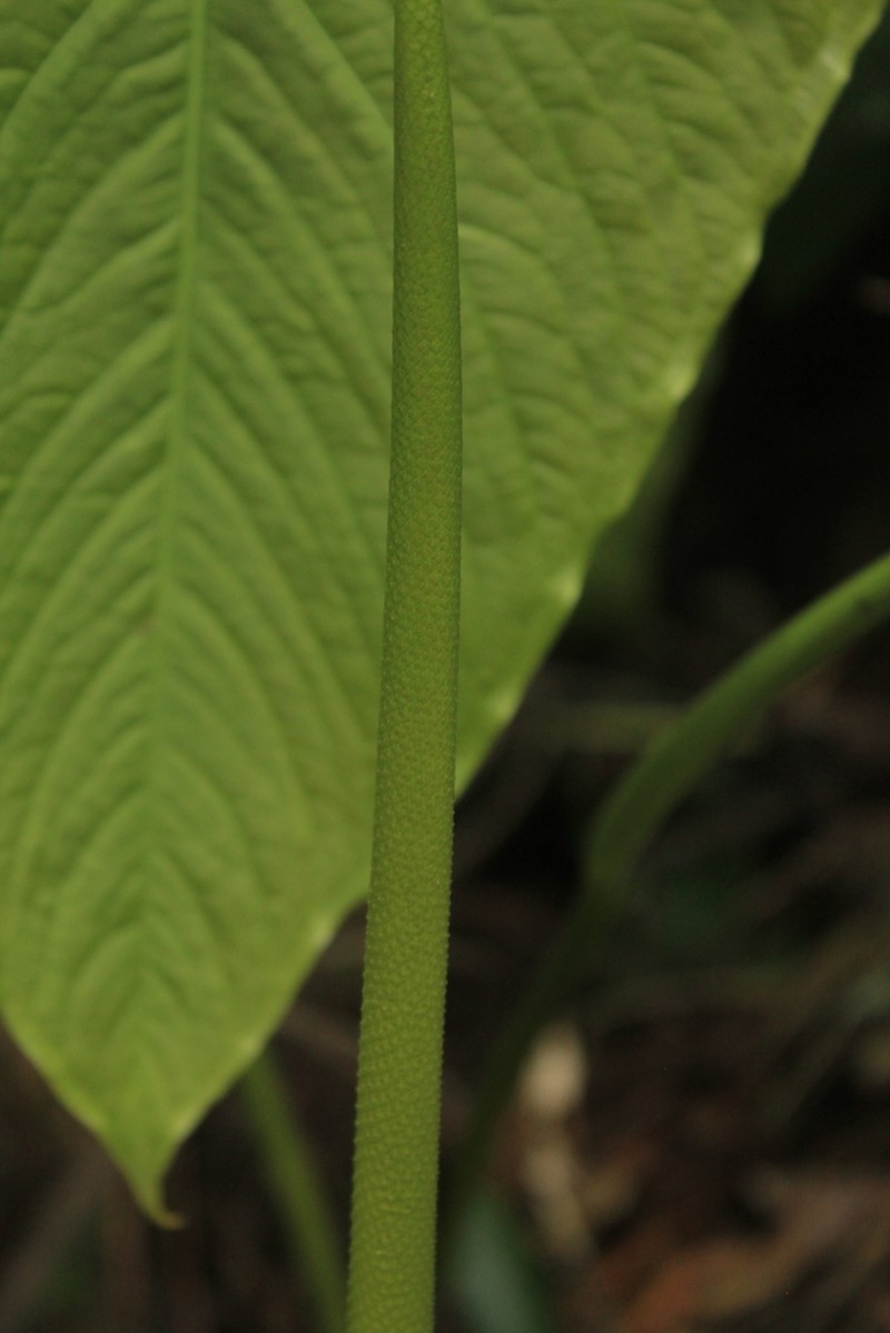 Anthurium pulverulentum photo 3