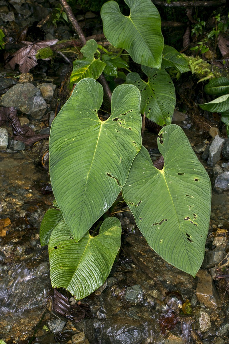 Anthurium pulverulentum photo 4