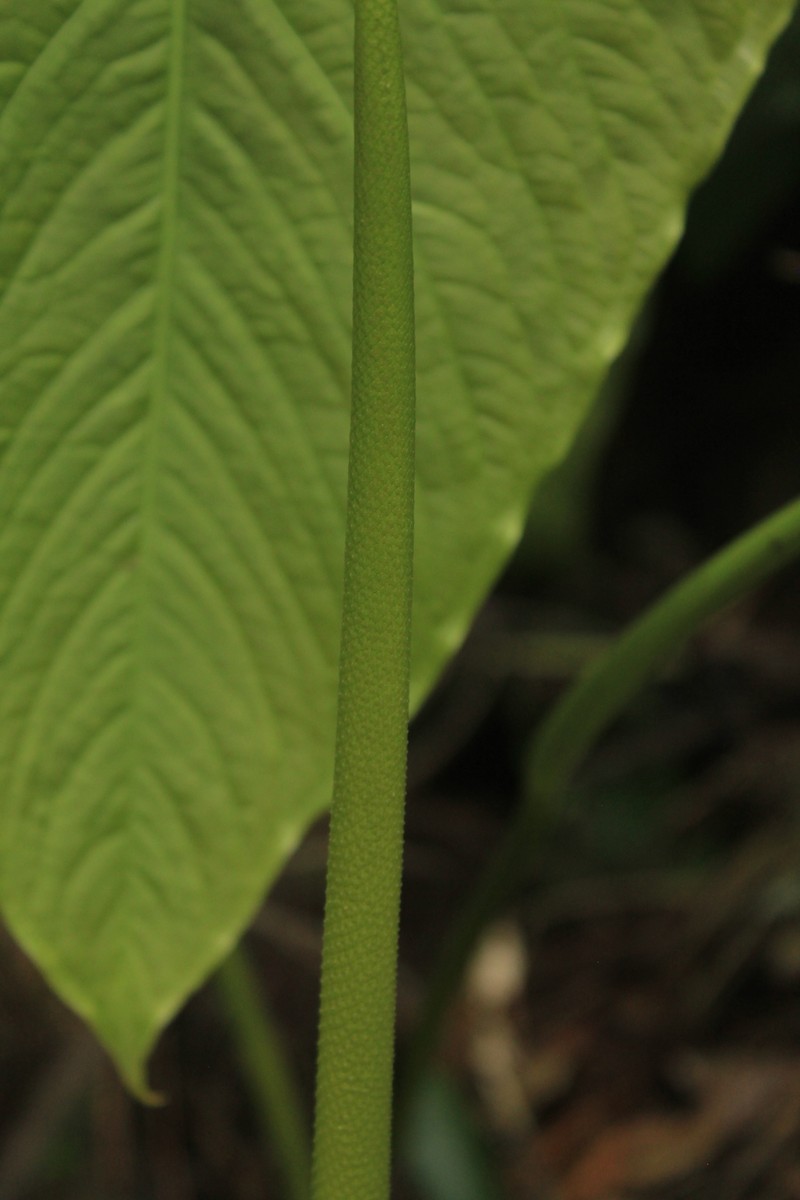 Anthurium pulverulentum photo 6