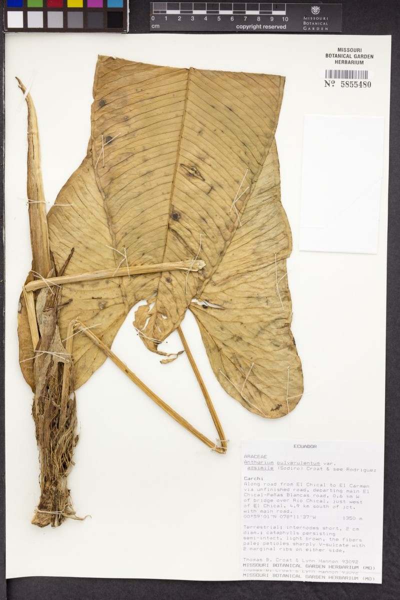 Anthurium pulverulentum var. adsimile