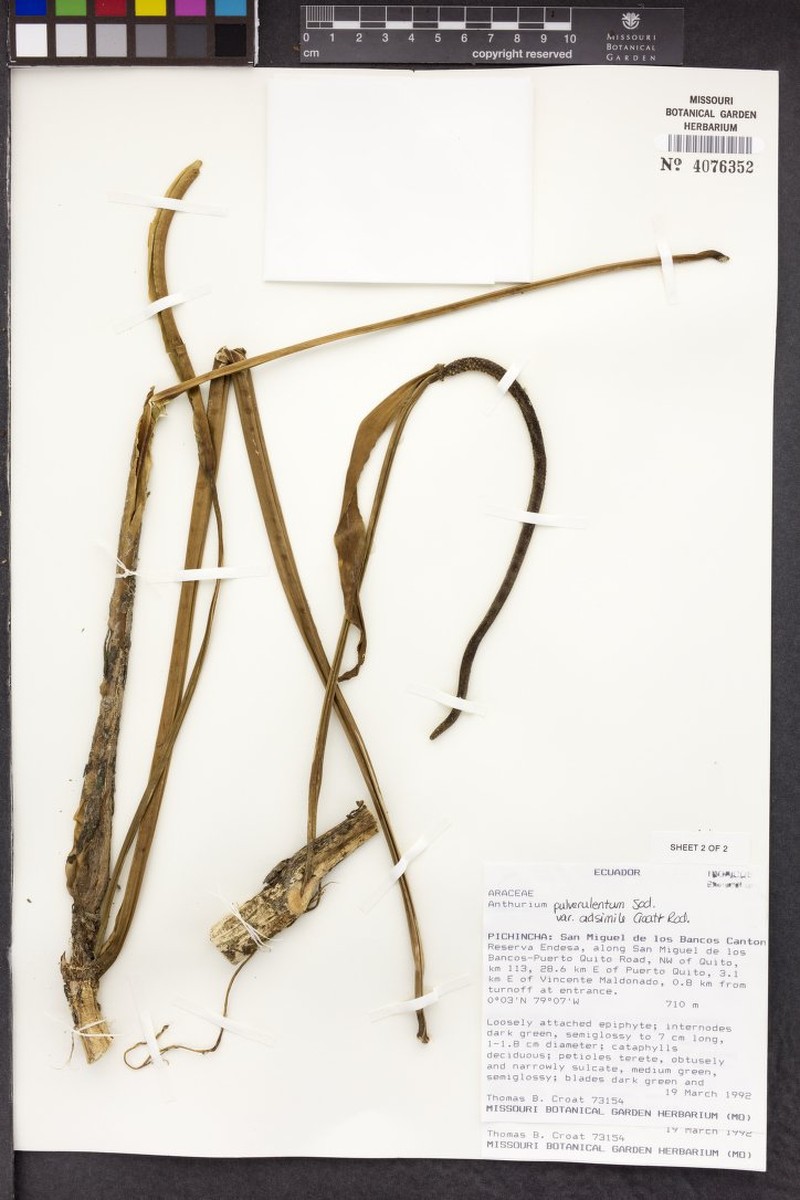 Anthurium pulverulentum var. adsimile photo 2
