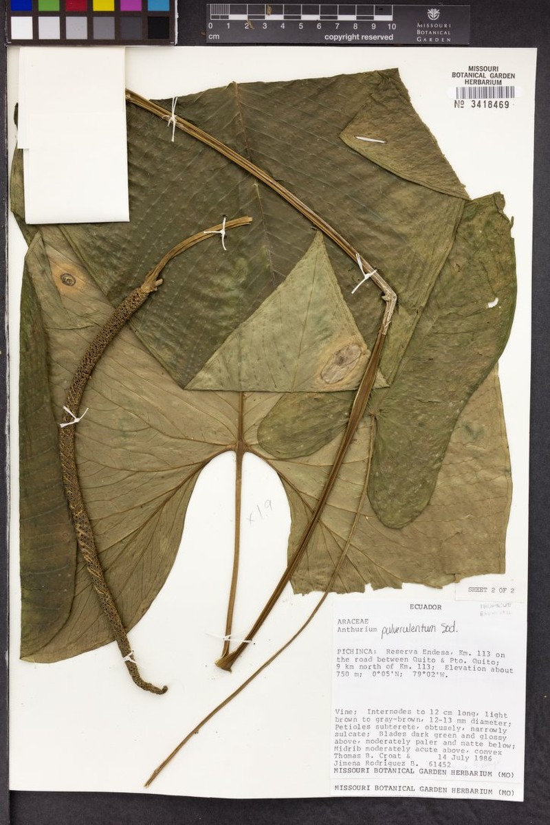 Anthurium pulverulentum var. adsimile photo 3