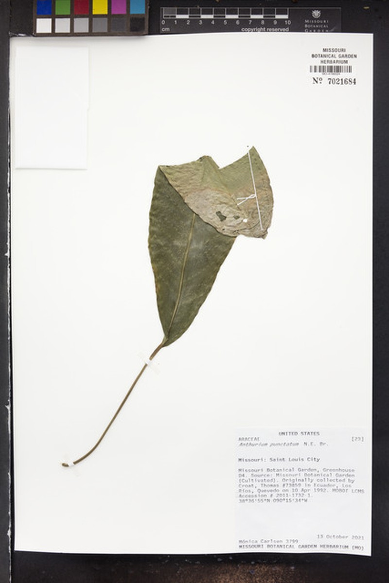 Anthurium punctatum