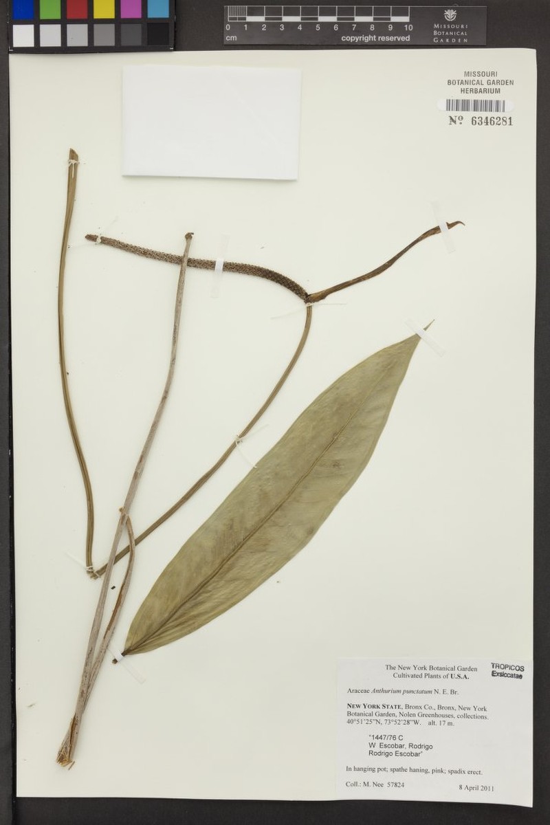 Anthurium punctatum photo 2
