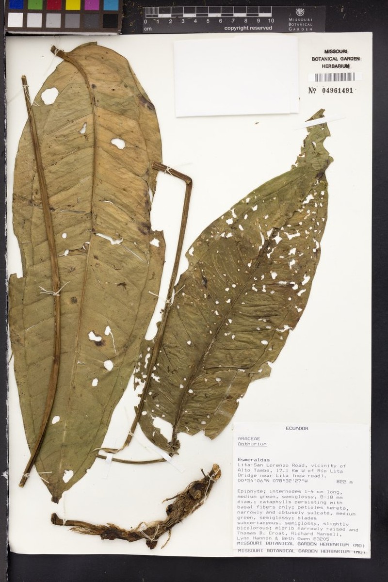 Anthurium punctatum photo 3