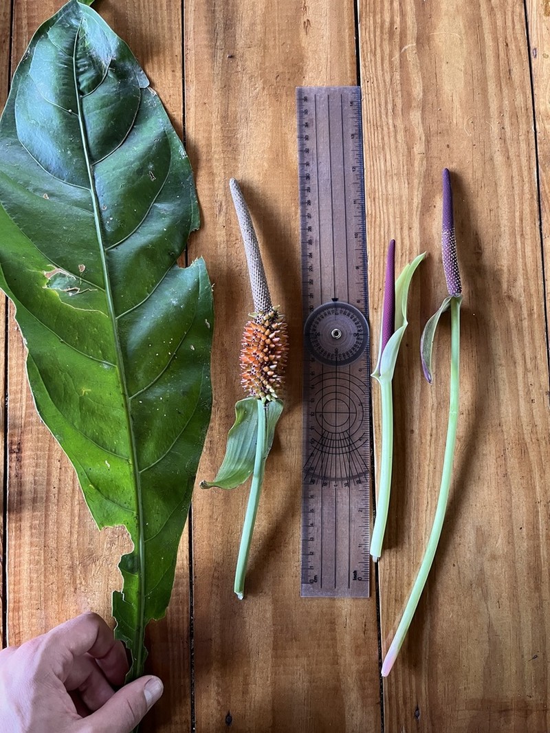 Anthurium purpureospathum