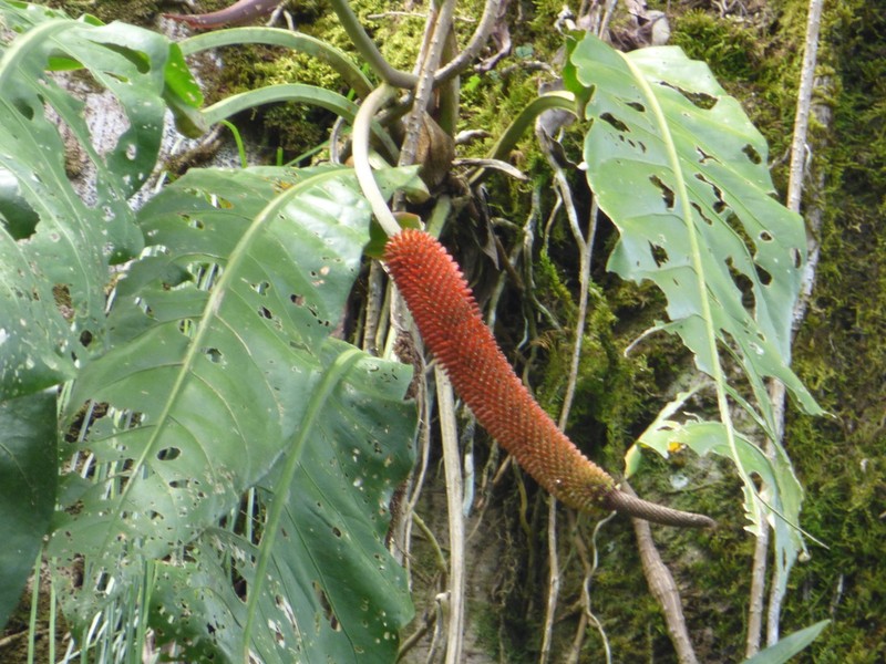 Anthurium purpureospathum photo 2