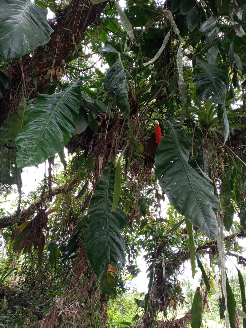 Anthurium purpureospathum photo 3