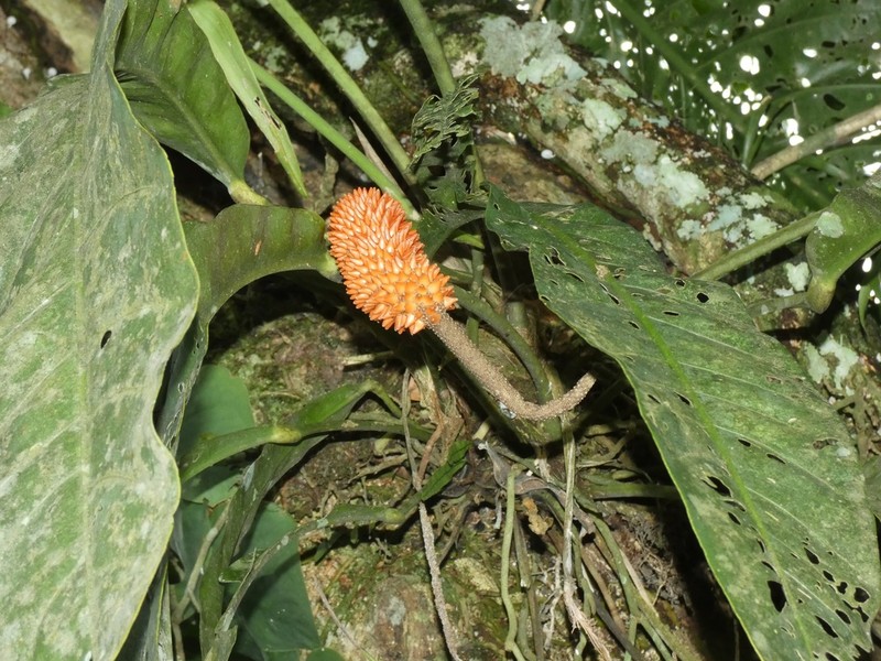 Anthurium purpureospathum photo 5