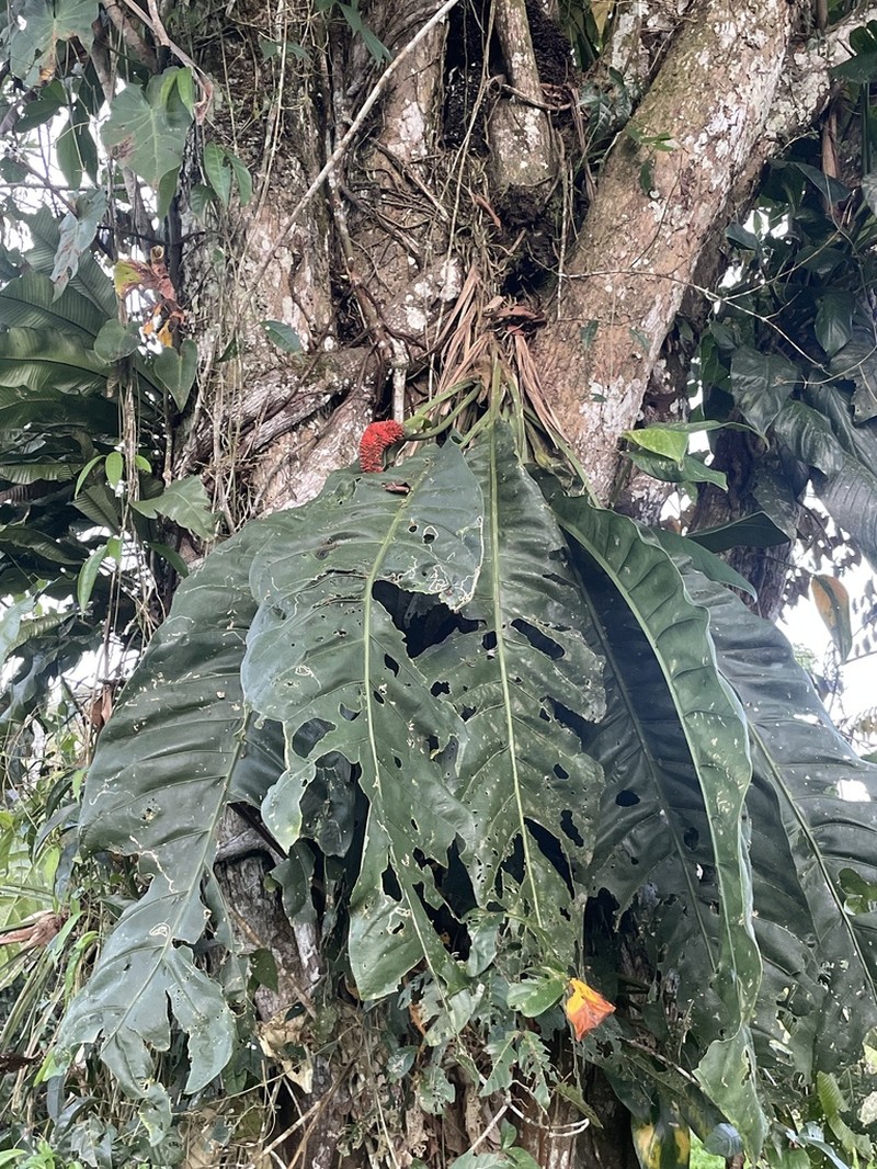 Anthurium purpureospathum photo 6