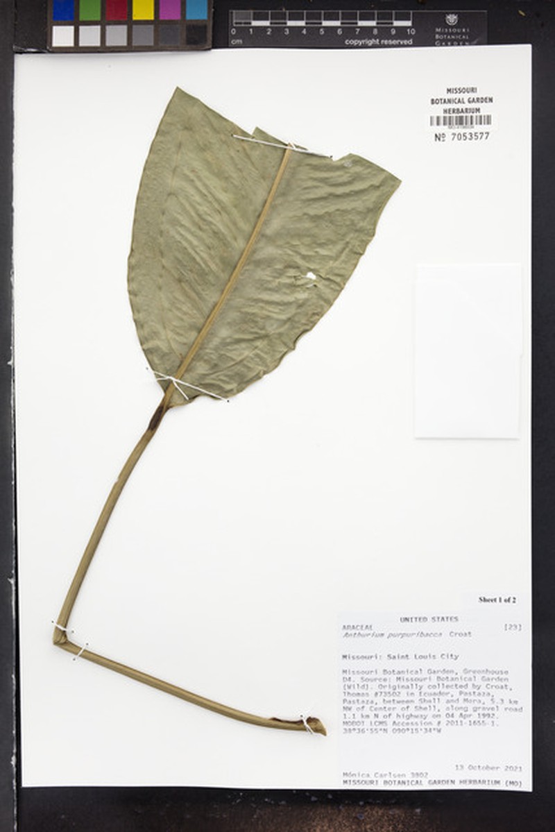 Anthurium purpuribacca