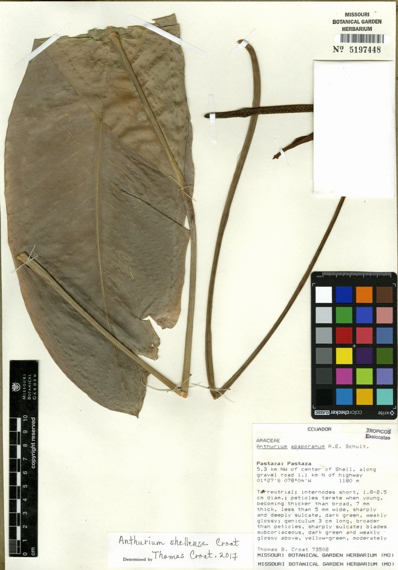 Anthurium purpuribacca photo 2