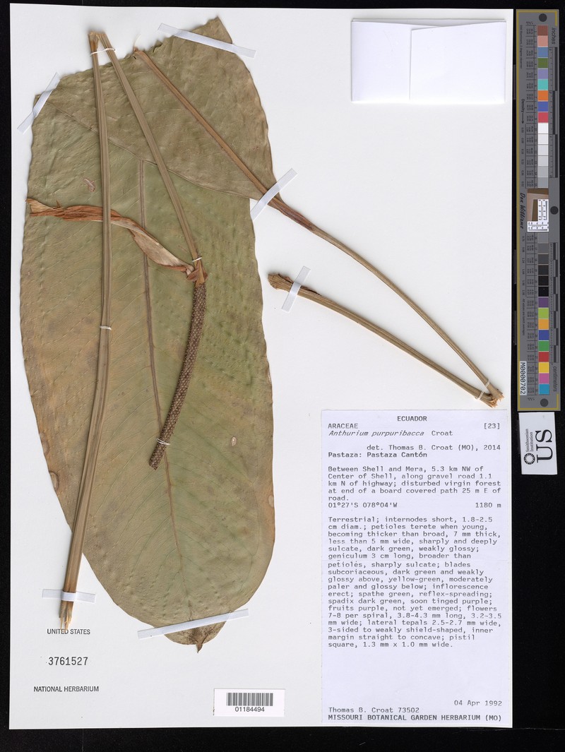 Anthurium purpuribacca photo 3