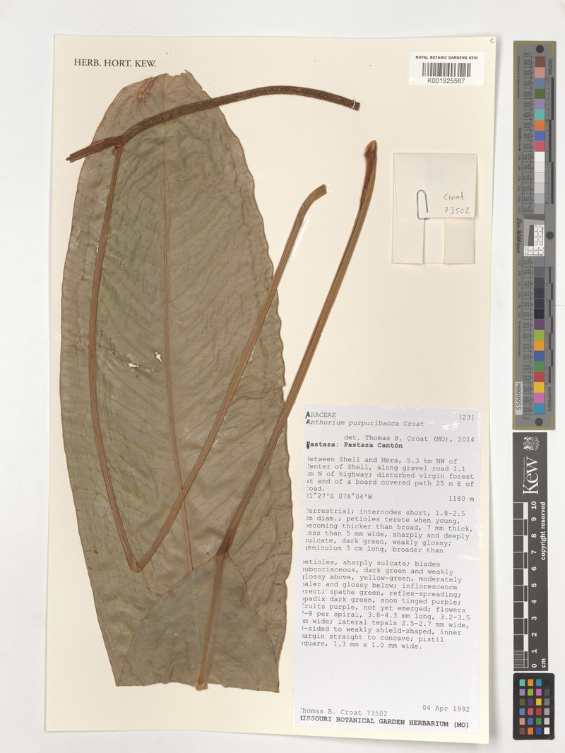 Anthurium purpuribacca photo 4