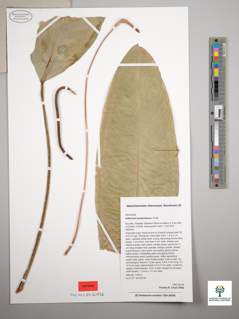 Anthurium purpuribacca