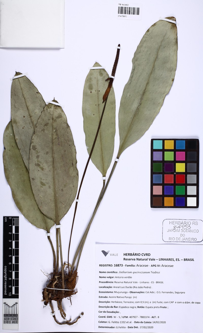 Anthurium queirozianum