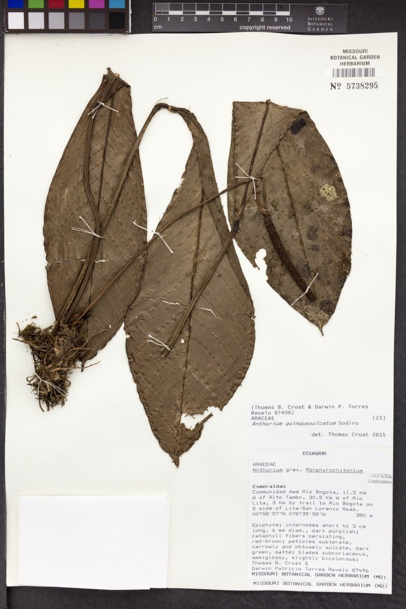 Anthurium quinquesulcatum