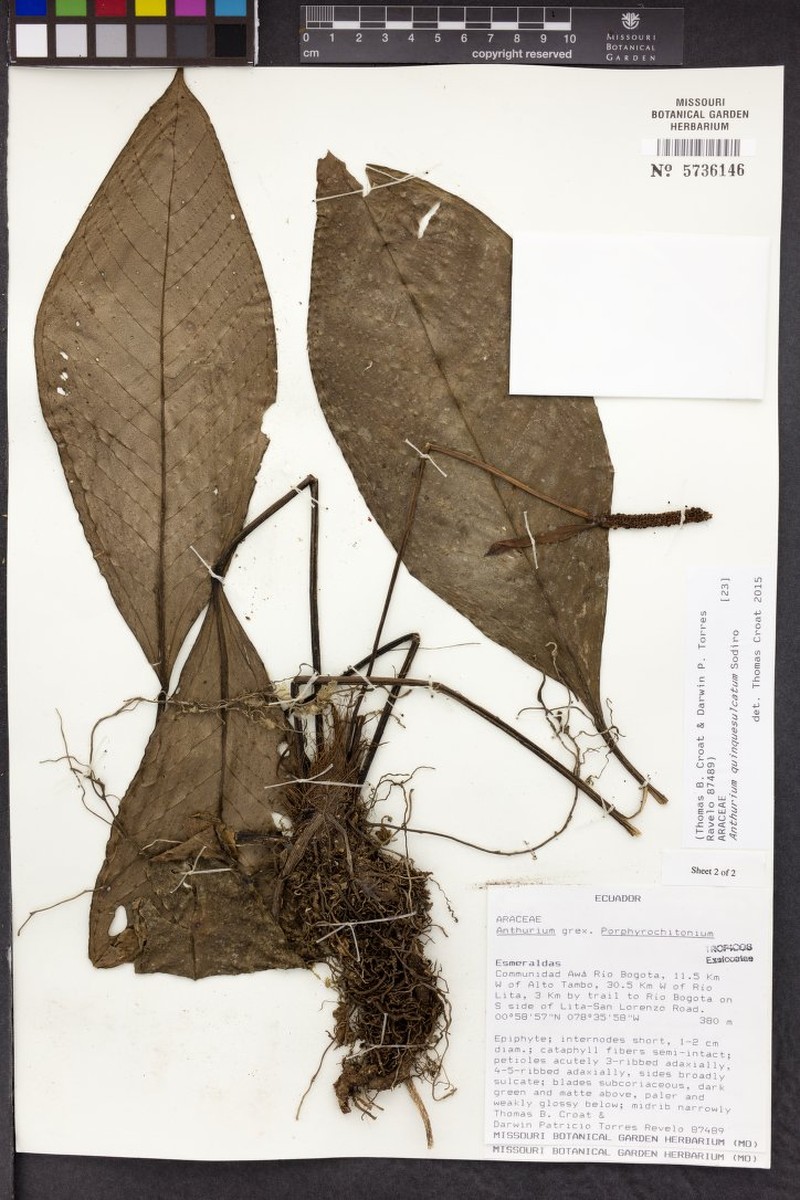 Anthurium quinquesulcatum photo 2