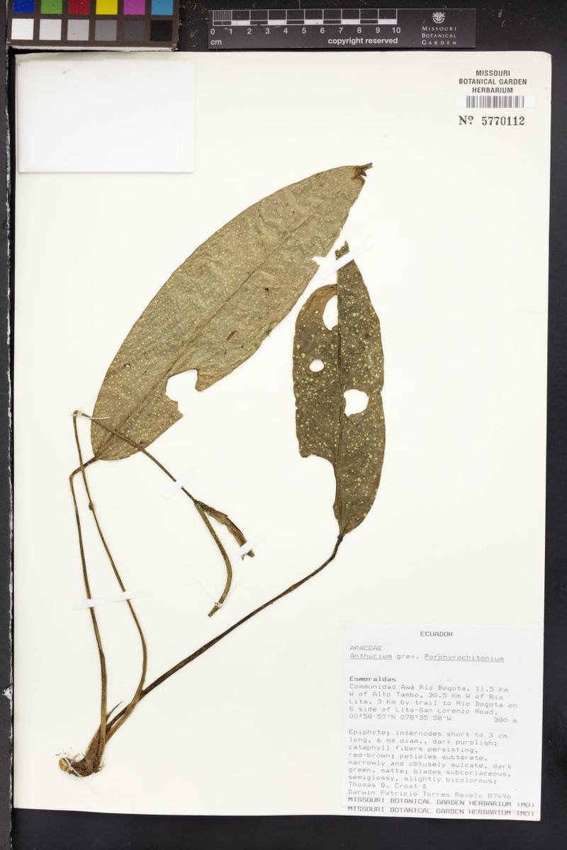 Anthurium quinquesulcatum photo 3