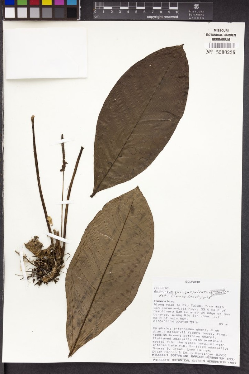 Anthurium quinquesulcatum photo 4