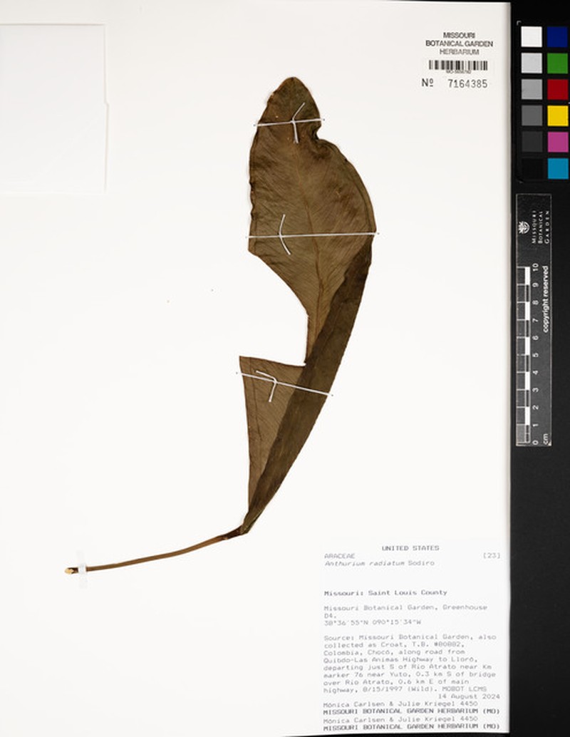 Anthurium radiatum photo 2