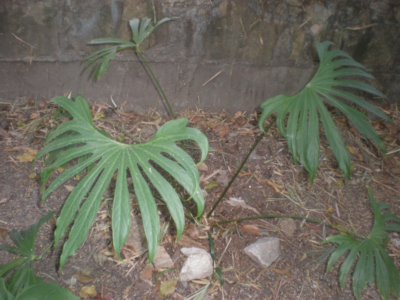 Anthurium radiatum