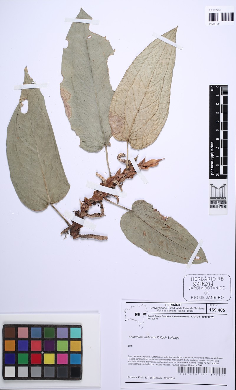 Anthurium radicans photo 2