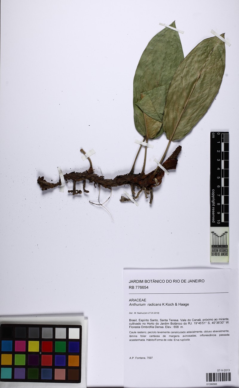 Anthurium radicans photo 3