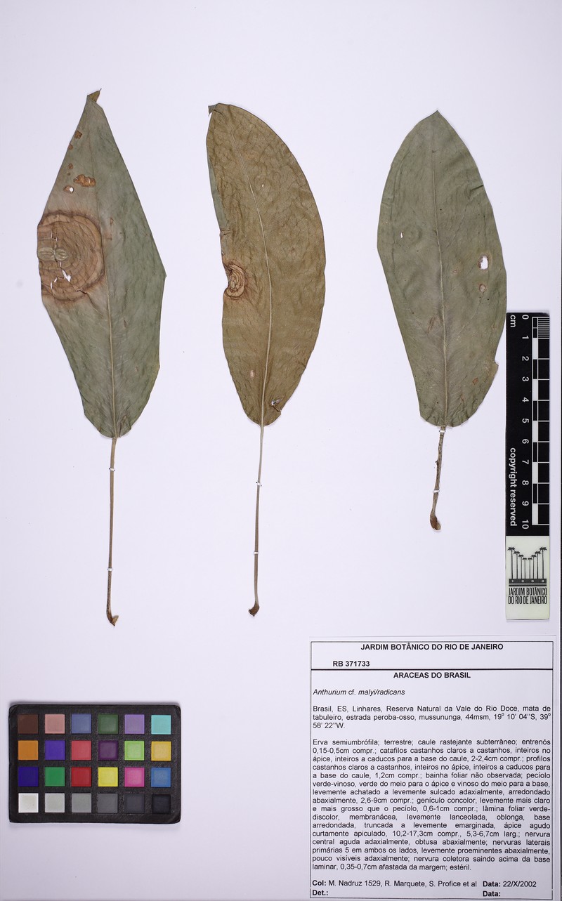 Anthurium radicans photo 4