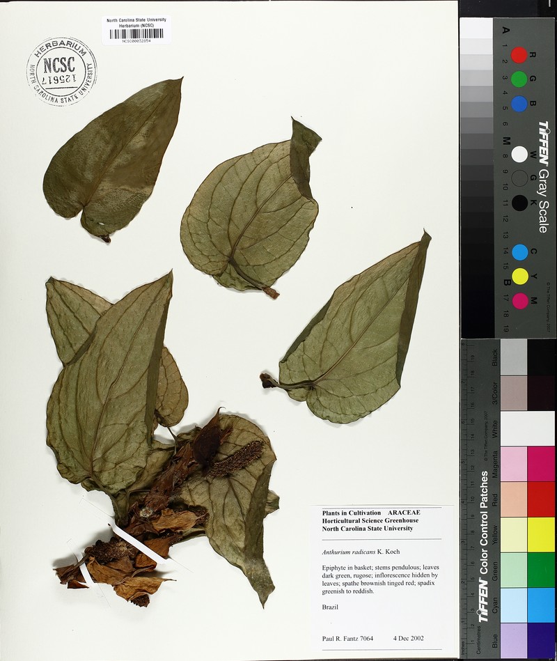 Anthurium radicans photo 5