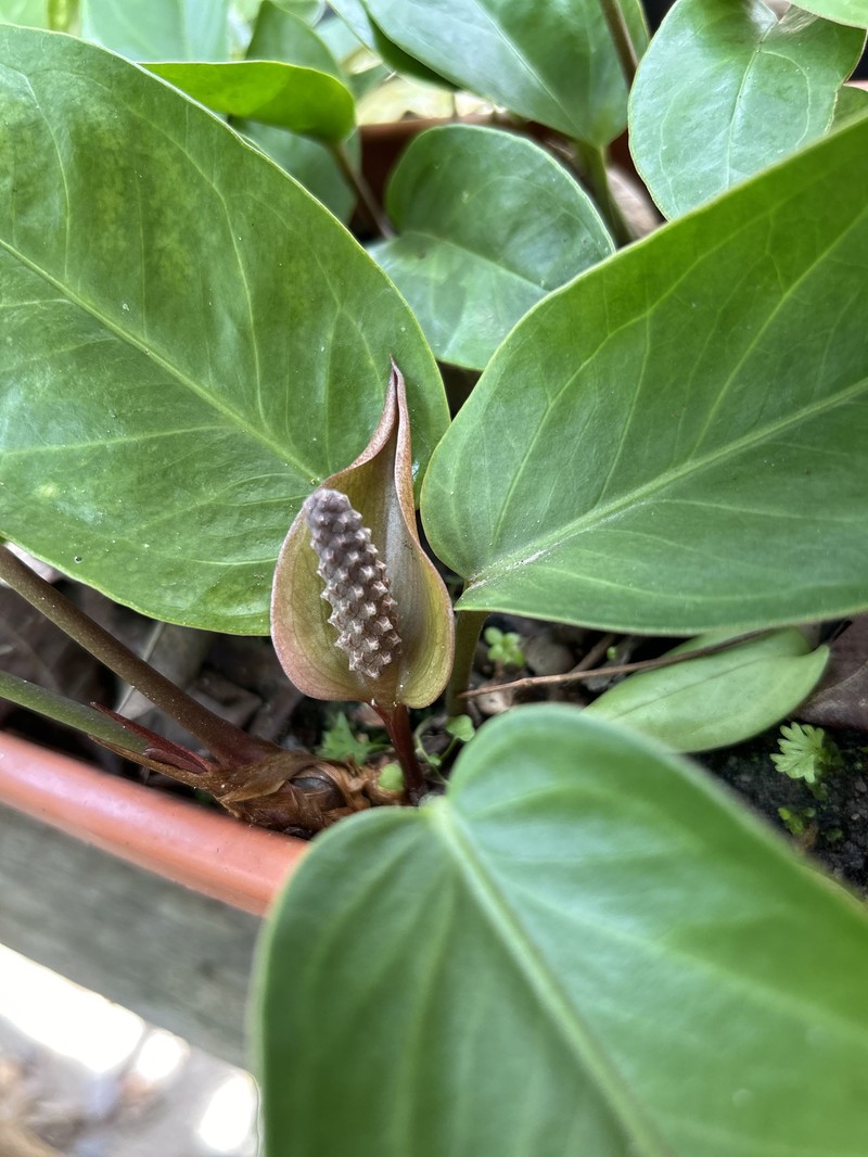 Anthurium radicans photo 6