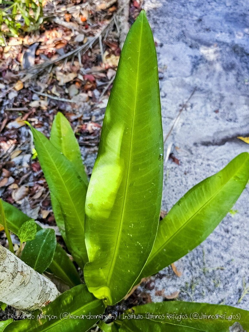 Anthurium raimundii