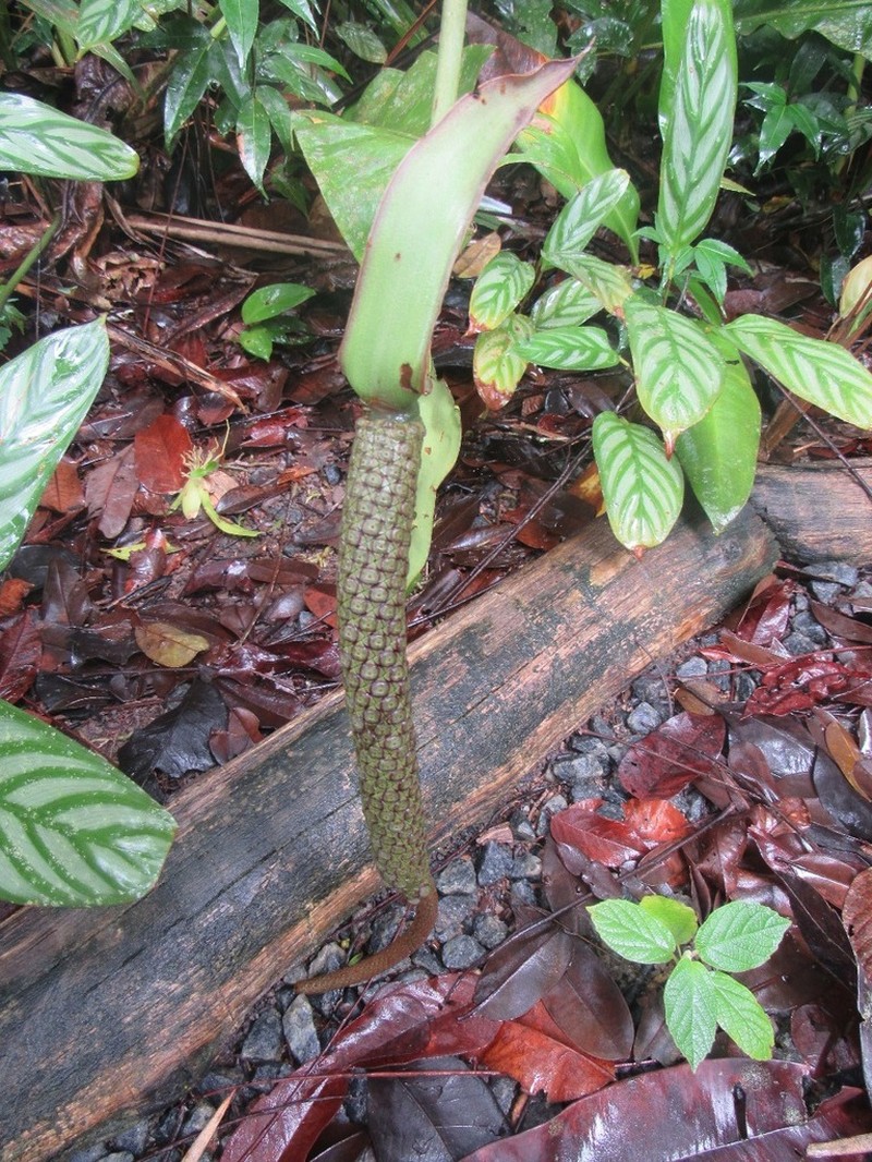 Anthurium raimundii photo 2