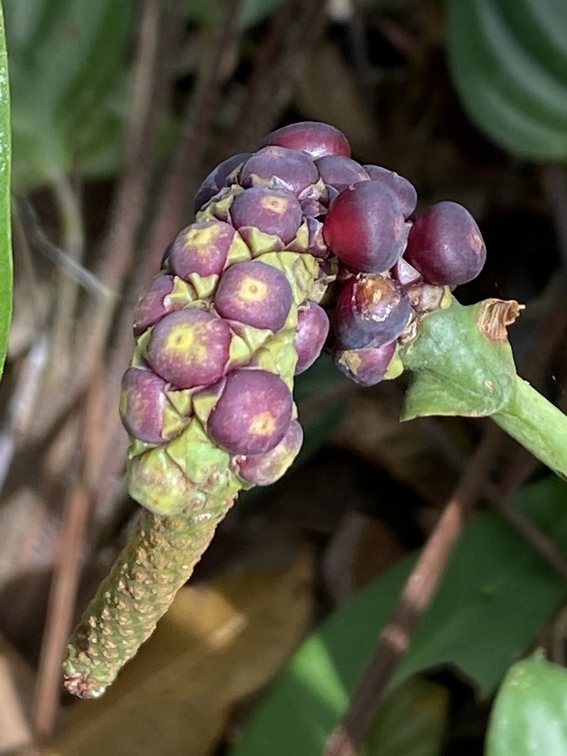 Anthurium raimundii photo 3