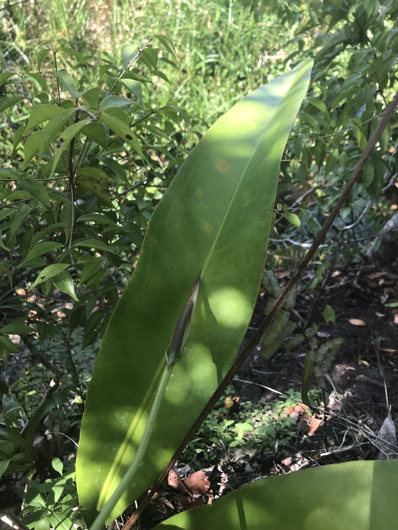 Anthurium raimundii photo 4