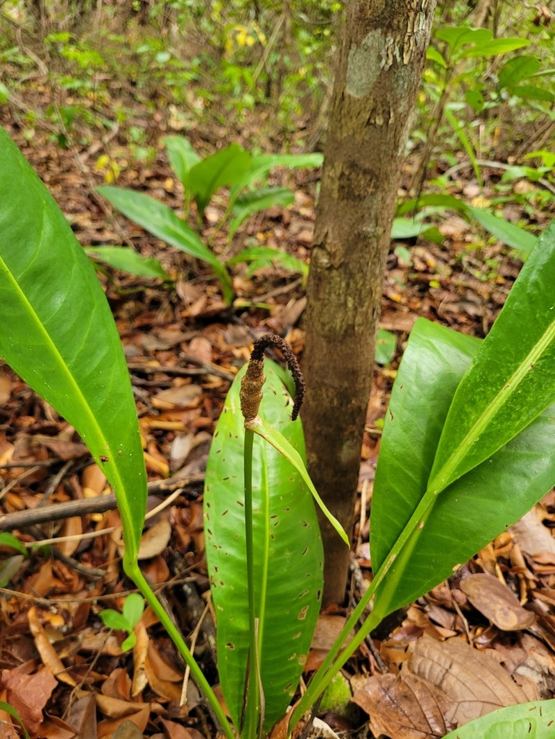 Anthurium raimundii photo 5