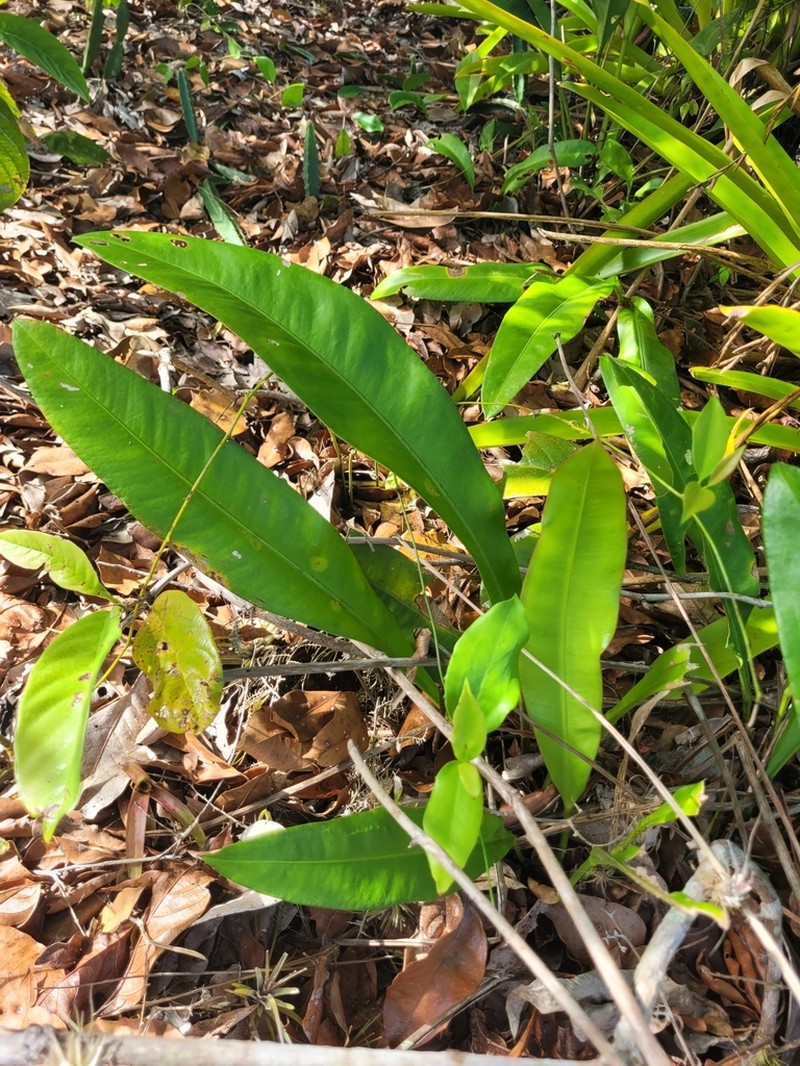 Anthurium raimundii photo 6