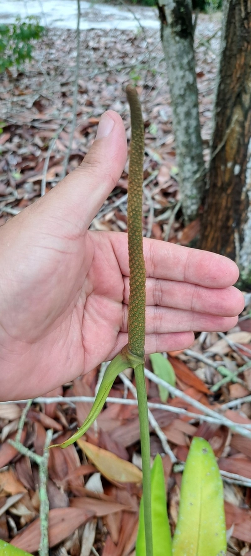 Anthurium raimundii photo 7