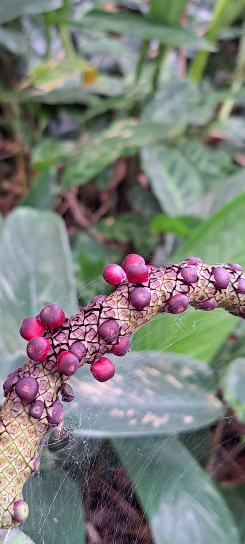 Anthurium raimundii photo 8